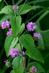 Lantana swynnertonii
