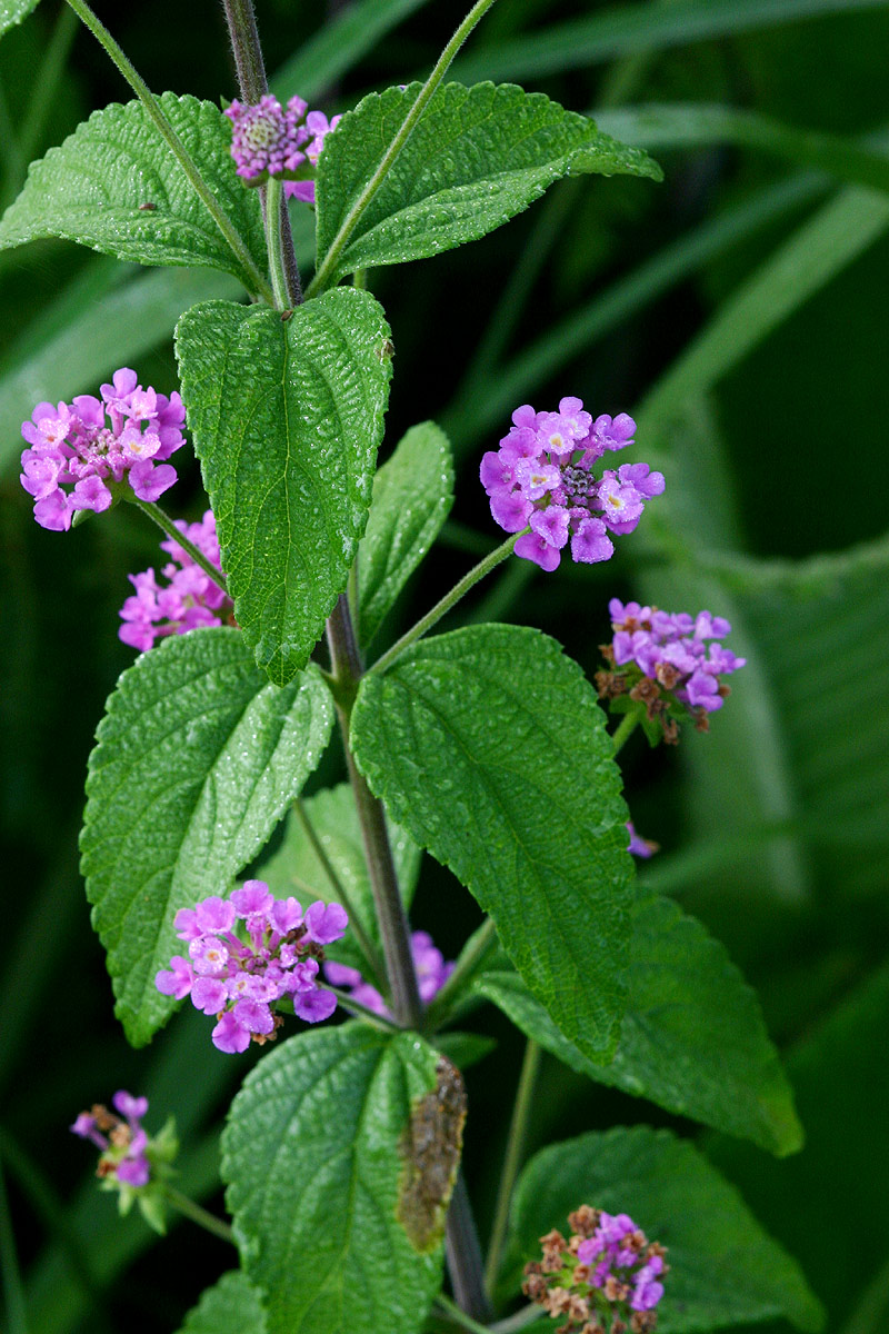 Lantana swynnertonii
