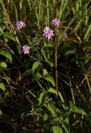 Lantana swynnertonii