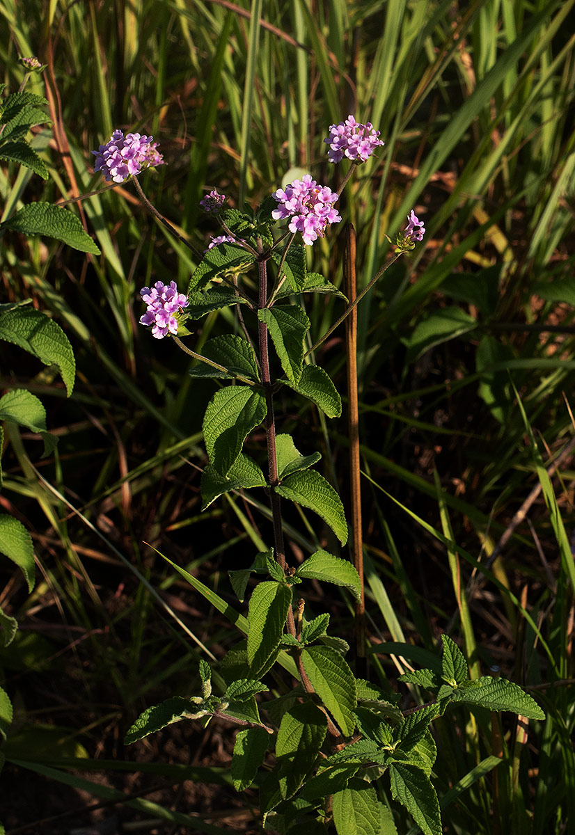 Lantana swynnertonii
