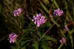 Lantana swynnertonii