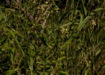 Lippia javanica