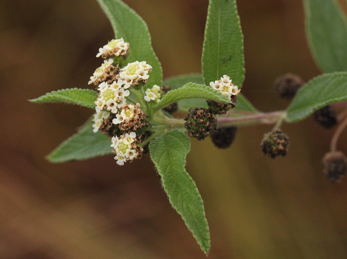 Lippia javanica