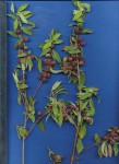 Lippia javanica