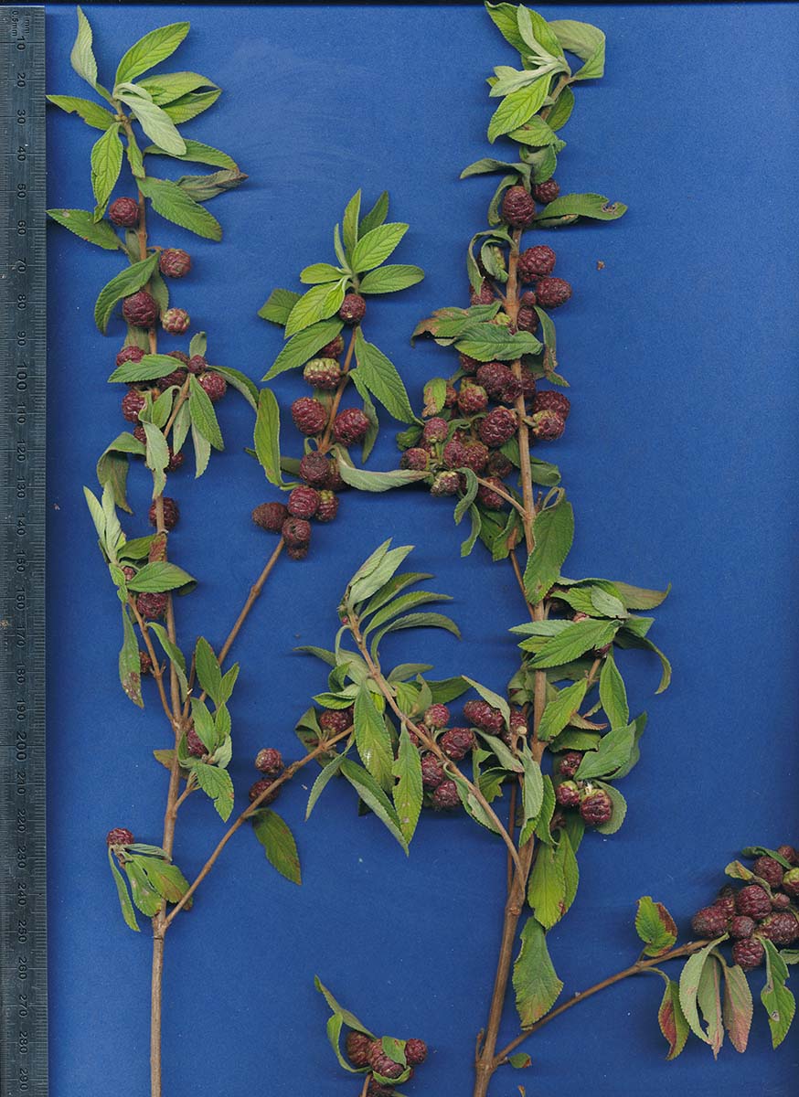 Lippia javanica