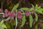 Lippia javanica
