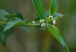 Lippia javanica