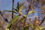 Lippia javanica
