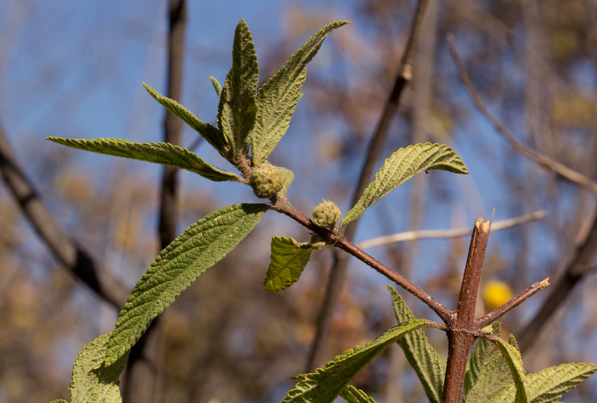 Lippia javanica