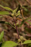Lippia javanica