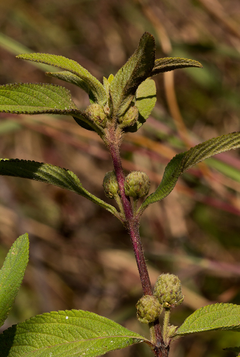 Lippia javanica