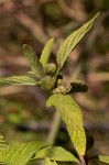 Lippia javanica