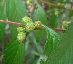 Lippia javanica