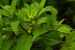 Lippia javanica