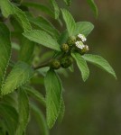 Lippia javanica
