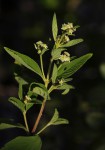 Lippia javanica