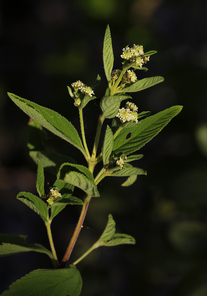 Lippia javanica
