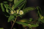 Lippia javanica