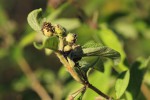 Lippia javanica