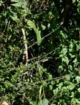 Priva flabelliformis