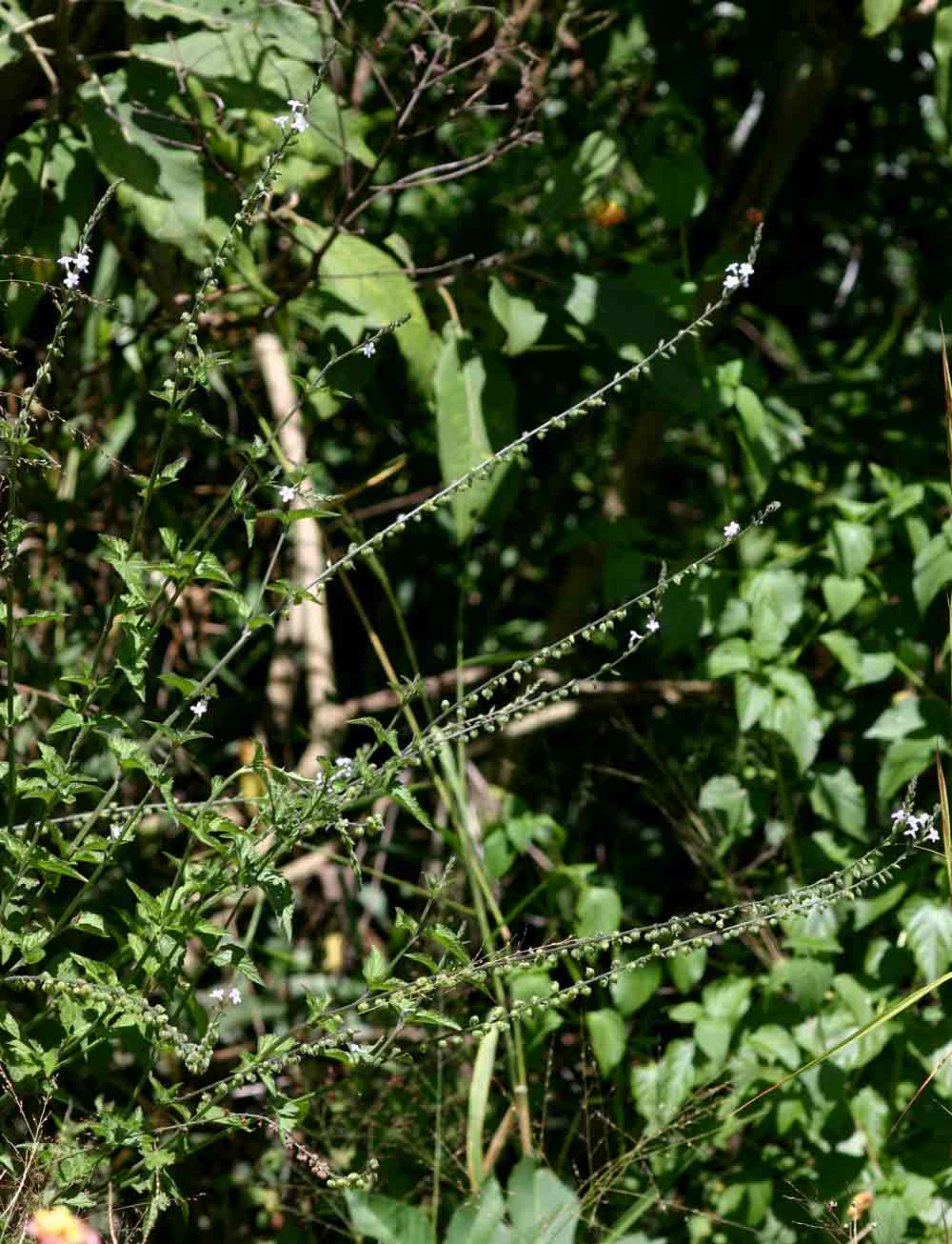 Priva flabelliformis