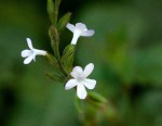 Priva flabelliformis