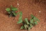 Priva flabelliformis