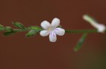 Priva flabelliformis