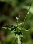 Priva flabelliformis