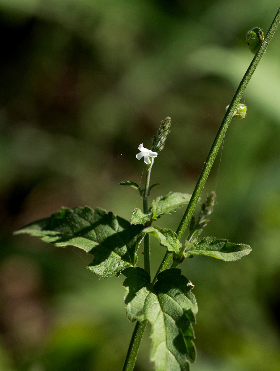 Priva flabelliformis