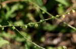 Priva flabelliformis
