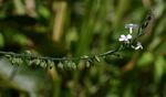 Priva flabelliformis