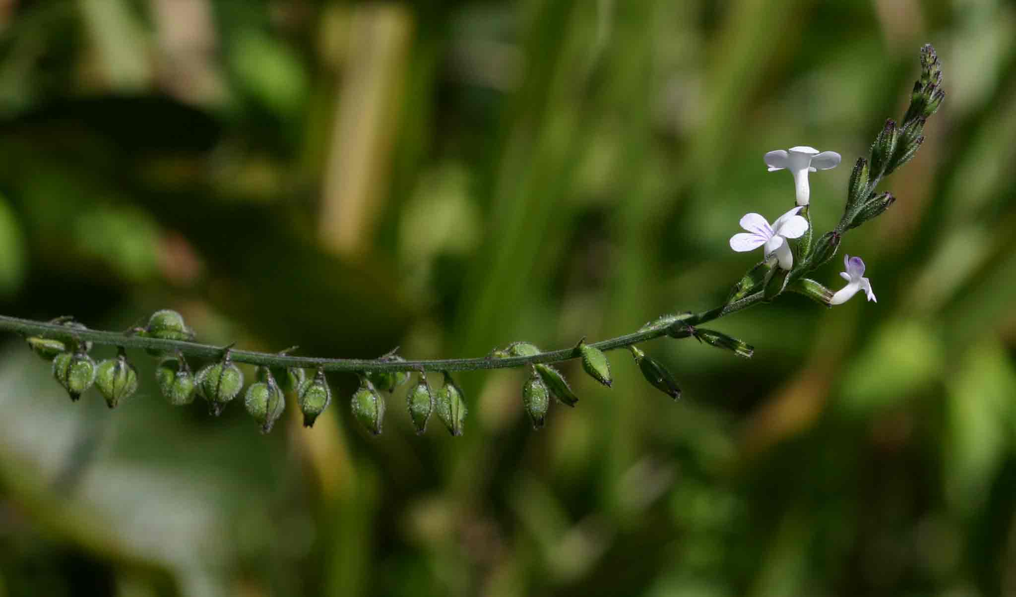 Priva flabelliformis