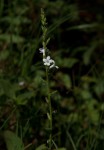 Priva flabelliformis