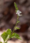 Priva flabelliformis
