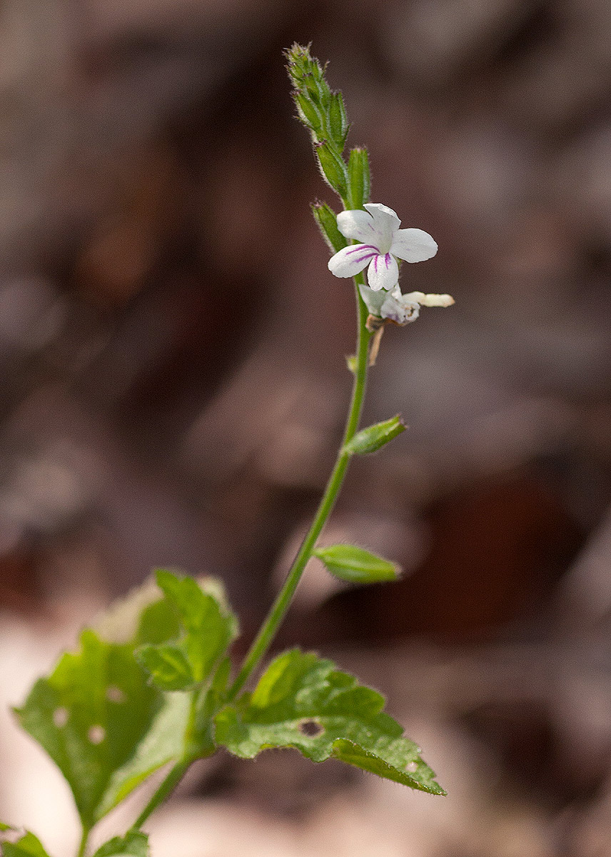 Priva flabelliformis