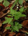 Priva flabelliformis