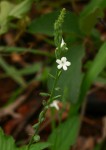 Priva flabelliformis