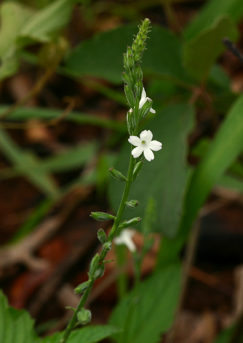 Priva flabelliformis