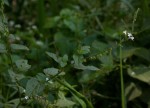 Priva flabelliformis