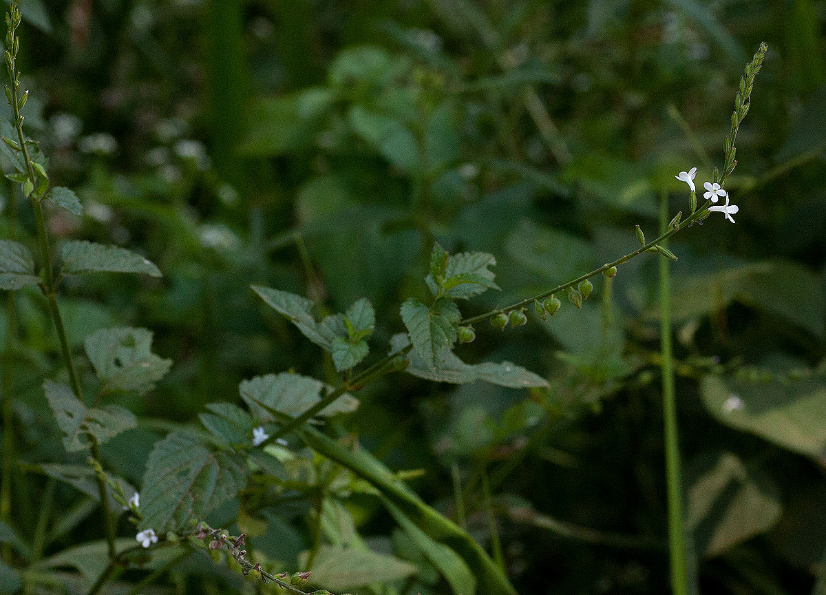 Priva flabelliformis