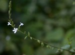 Priva flabelliformis