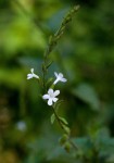 Priva flabelliformis