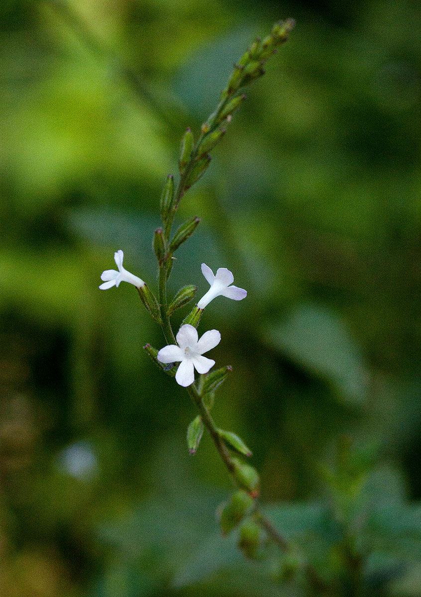 Priva flabelliformis