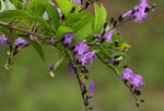Duranta erecta
