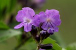Duranta erecta