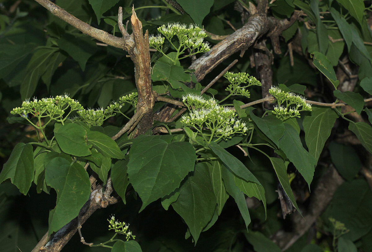 Premna senensis