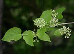 Premna senensis