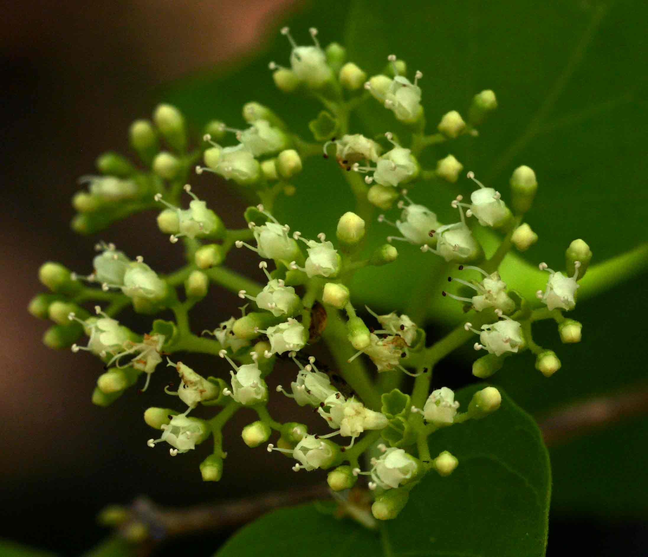 Premna senensis