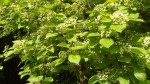 Premna senensis